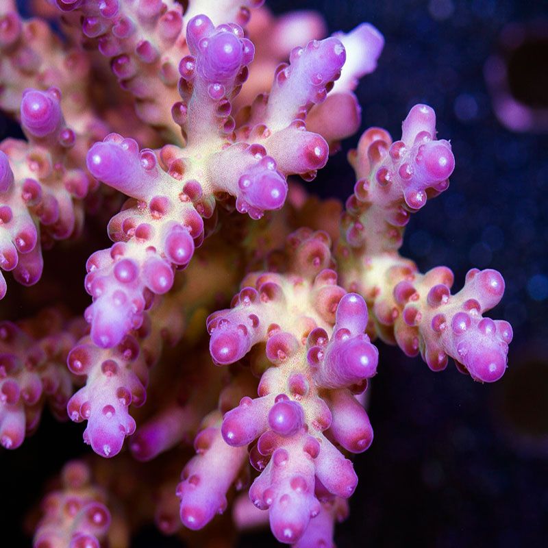 newcoral1582 - 100 New WYSIWYG Acros at Cherry Corals!